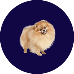 Collection image for: Honden