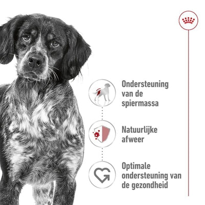 Royal Canin Medium Adult 4 Kg
